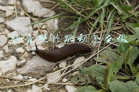 抖音照片滑动怎么弄(Android技术分享｜ViewPager2离屏加载，实现抖音上下视频滑动)