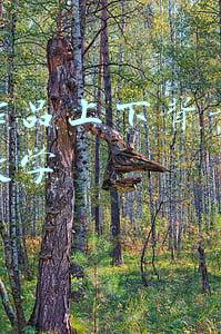 抖音视频上下背景图片怎么制作的(专业的抖音短视频是如何拍摄制作的)