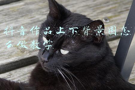 抖音作品上下背景图怎么做教学