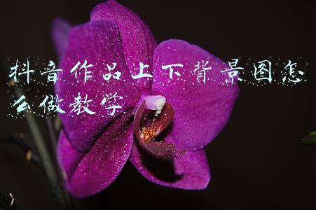 抖音作品上下背景图怎么做教学