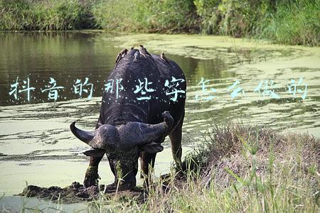 抖音字怎么做(一键制作抖音非常火的文字上有视频的效果，超简单的文字轨道效果)