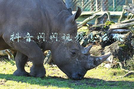 抖音闪闪视频怎么做