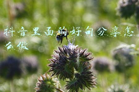 抖音很火的短句友情(抖音最火的30个精美短句子)