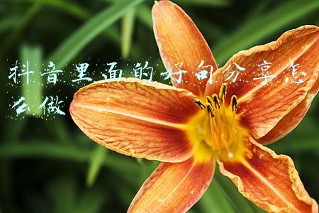 抖音里面的好句分享怎么做