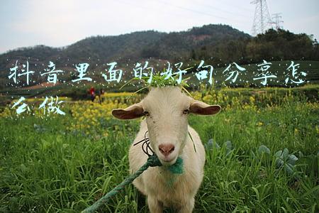 每日好句分享(每日一句早间微语录，发朋友圈人人点赞)