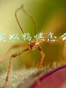 抖音卖以鸭嘿怎么做的