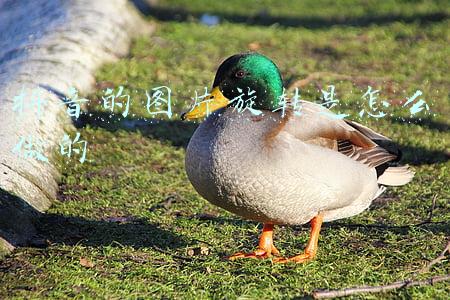 抖音视频旋转怎么弄(「教程」视频怎么旋转最方便？这些工具超好用)