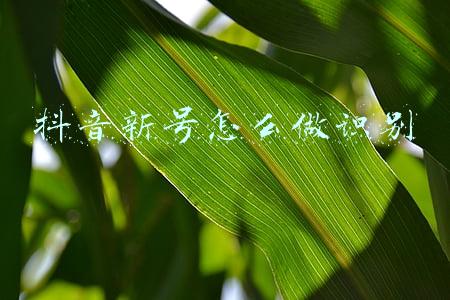 抖音新号怎么做识别