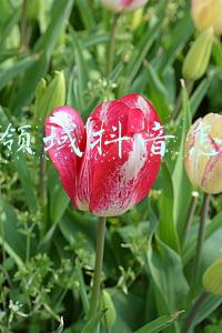 创业导师服务领域(福建晋江：导师轮值活动助力自主择业军转干部就业创业)