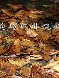 抖音的耶耶耶视频怎么做