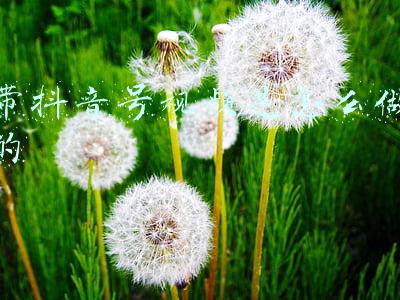 抖音策划视频带货(如何组建抖音达人带货团队？)