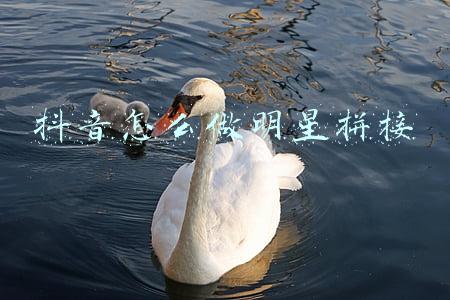 抖音怎么做明星拼接