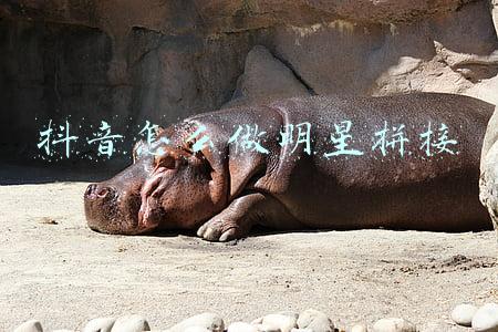 抖音怎么做明星拼接
