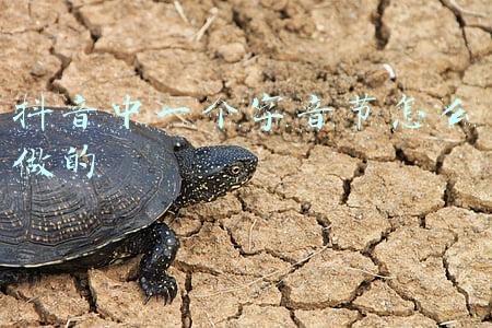 单音节字(把握文言文以单音节字为根本词汇的特点，牢固积累一词多义)