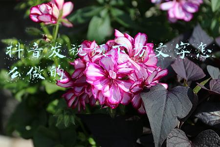 抖音里怎么发文字视频(怎样发抖音)