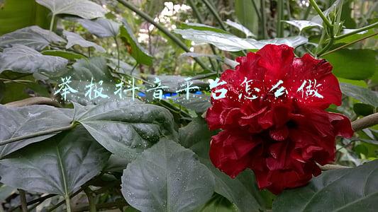 举报抖音平台怎么做