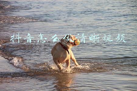 抖音怎样拍清晰的视频(这几种方法提高抖音画质)
