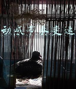 抖音动感节奏变速怎么做