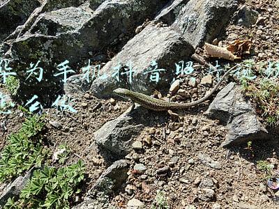 华为手机怎么制作抖音照片视频(华为荣耀手机怎么将相册视频设置为动态锁屏壁纸？保姆级教程)