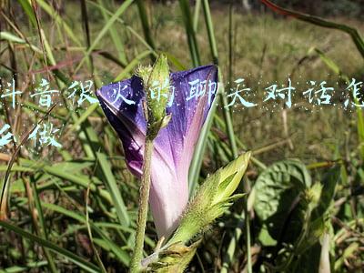 抖音很火的聊天对话怎么做