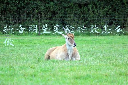 抖音明星变脸特效怎么做