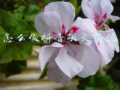 怎么做抖音很火的泥