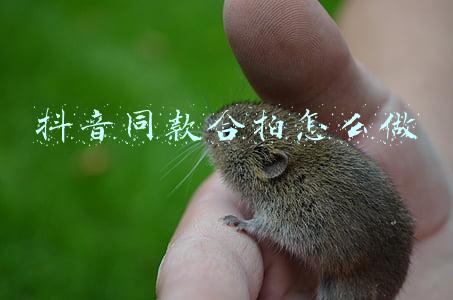 抖音同款合拍怎么做