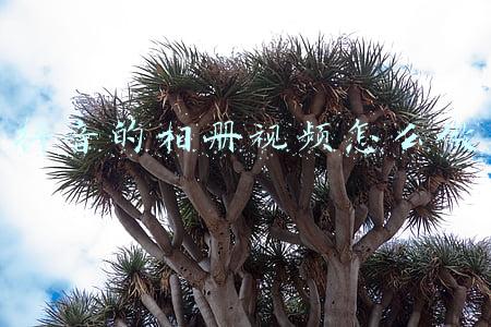 抖音的相册视频怎么做