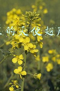 抖音天使翅膀怎么弄(二次元天使翅膀怎么画？一看就会天使羽翼画法教学)