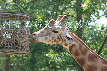 抖音里的天使翅膀怎么做