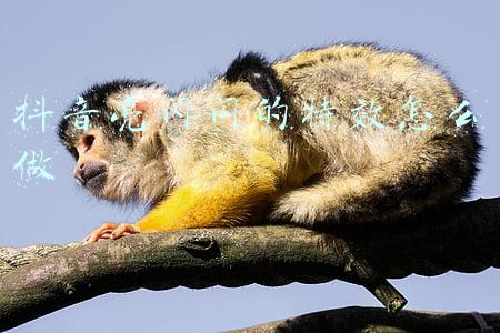 抖音亮闪闪的特效怎么做