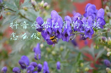 抖音十二月你好怎么拍(12月你好图片配图大全简单带字，12月朋友圈抖音文案句子短句)