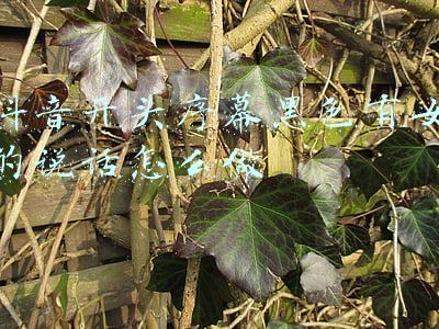 抖音作品前面的女的说话(抖音话术分享，抖音话术技巧，抖音5大文案.)