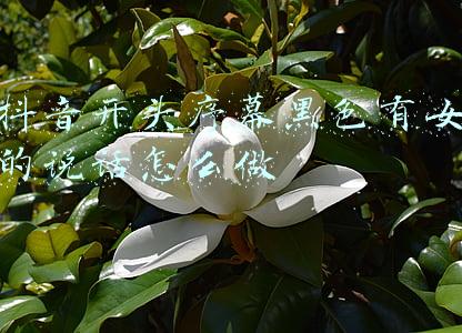 抖音开头序幕黑色有女的说话怎么做