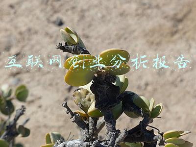 互联网创业分析报告