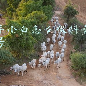 新手小白怎么做抖音企业号