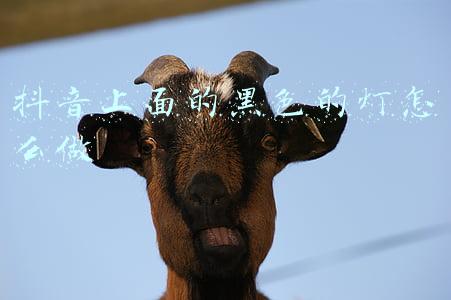 抖音上面的黑色的灯怎么做