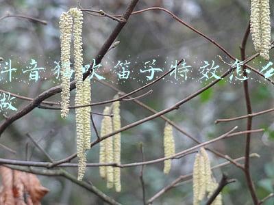抖音猫吹笛子特效怎么做
