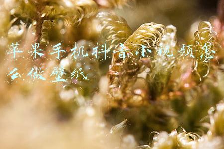 苹果手机抖音视频怎么做成动态壁纸(如何把抖音里的视频当做手机壁纸 抖音手机动态壁纸做法)