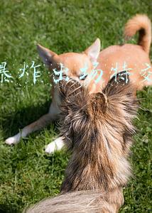 抖音里的爆炸特效怎么做的(抖音爱心爆炸怎么玩 手上发出爆炸爱心拍摄技巧方法)