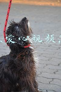 抖音爱心眼视频(德化山村装智慧“爱心眼”外出人员可随时看家)