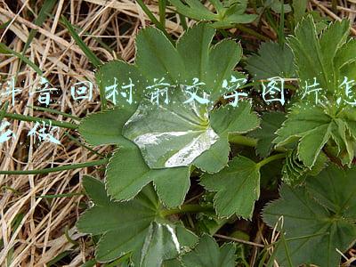 抖音回村前文字图片怎么做