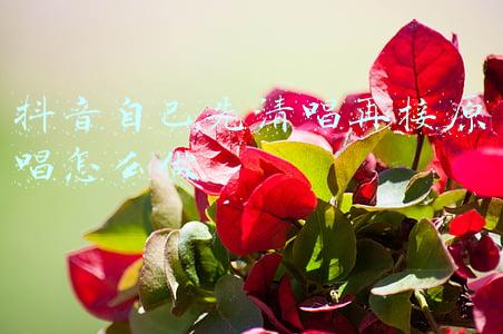 抖音自己先清唱再接原唱怎么做