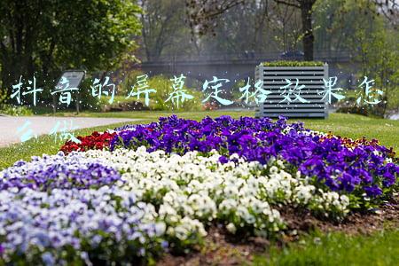 抖音怎么把画面定住(专访朱一旦：内容做得好的，没有一个特别“正常”)