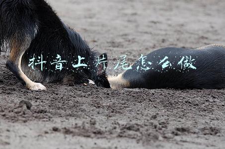 抖音上片尾怎么做