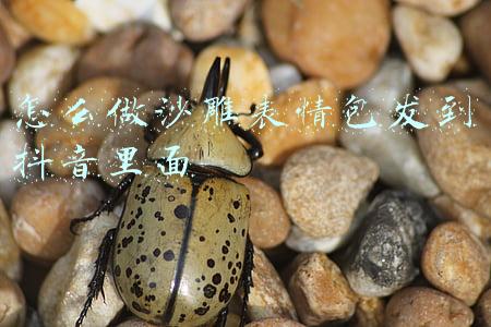怎么做沙雕表情包发到抖音里面