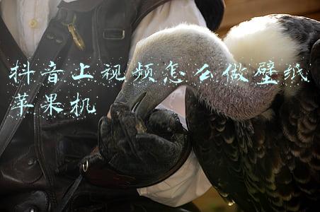 抖音上视频怎么做壁纸苹果机