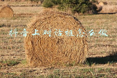 qq对话框打不上字(卧底网络水军群：一次好评一元 评论越真报酬越高)