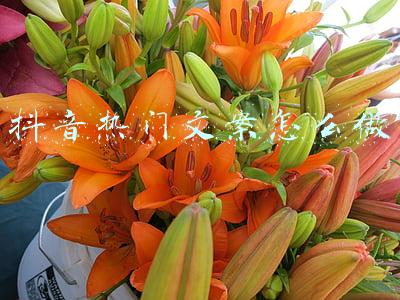 抖音热门文案怎么写(容易上热门的抖音火爆文案短句)