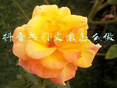 2021抖音热门文案短句(抖音、知乎、杜蕾斯...2021年27句文案精选，藏不住)